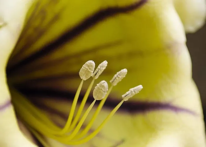 Vik - Boutique (adults Only)